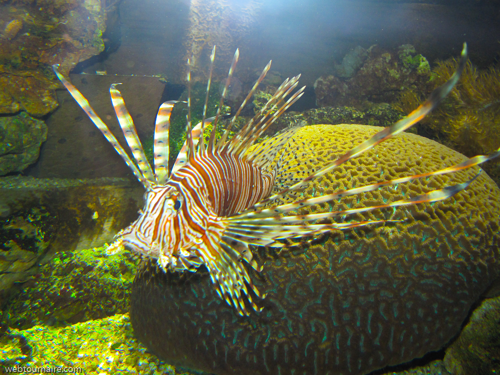 Nausicaa