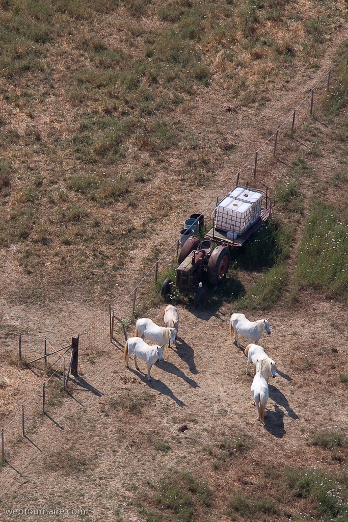 Camargue