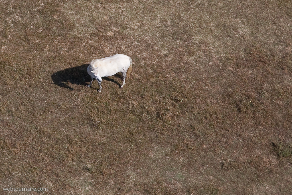 Camargue